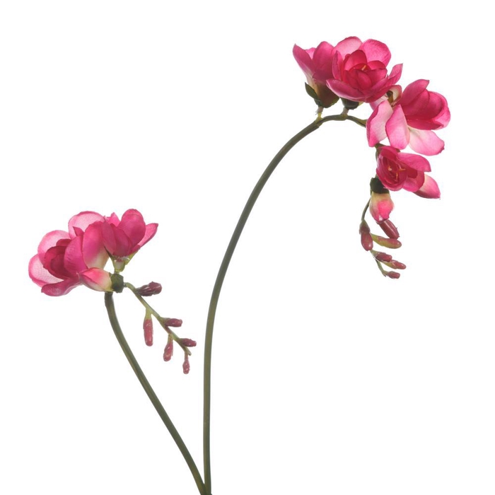 <h4>AF Freesia x2 L74cm Magenta</h4>
