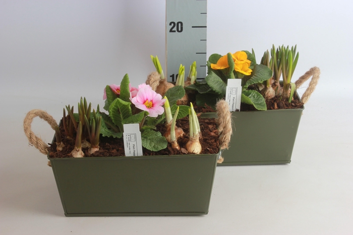 <h4>ARR BOL KNOLGEWAS</h4>