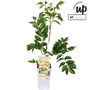 Campsis Indian Summer