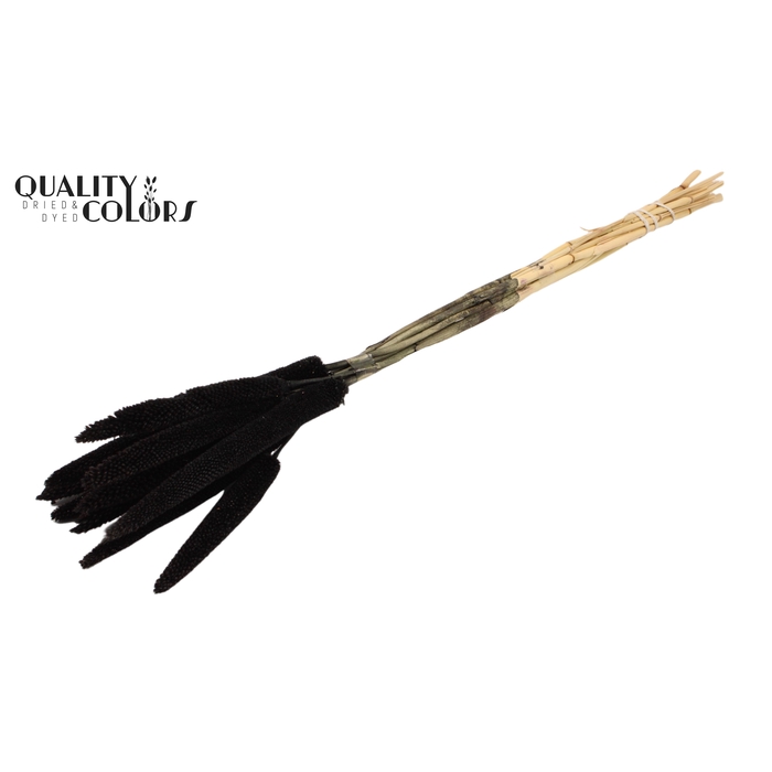 <h4>Babala on natural stem Black</h4>