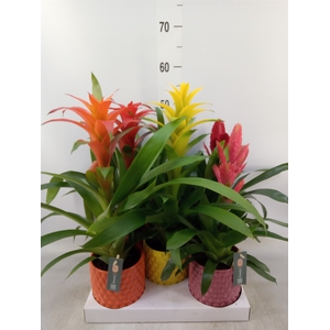 Bromelia   ...mix