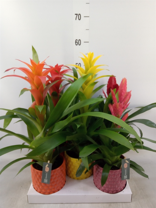 <h4>Bromelia   ...mix</h4>