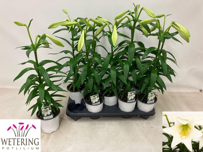 <h4>LIL LO MIRACLE</h4>