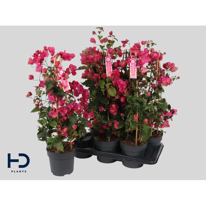 <h4>BOUGAINV OV</h4>