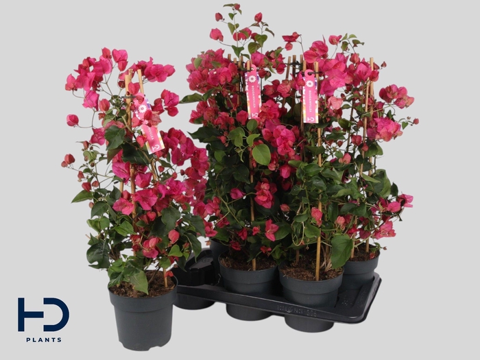 <h4>BOUGAINV OV stock</h4>