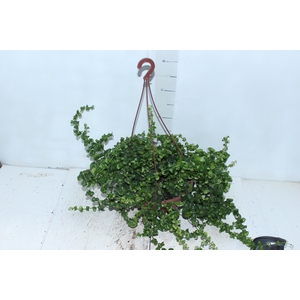 AESCHYNANTHUS RASTA C21