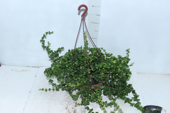 AESCHYNANTHUS RASTA C21