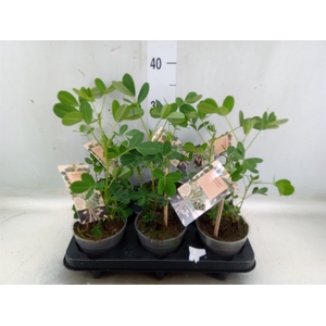 Arachis hypogaea