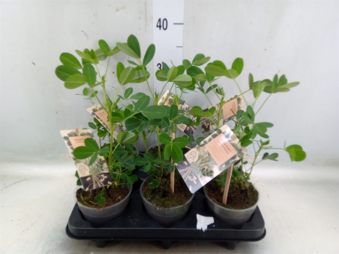 <h4>Arachis hypogaea</h4>