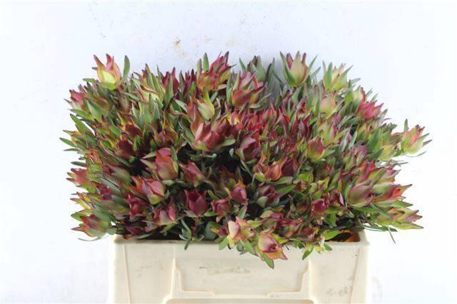 <h4>LEUCAD SAL BLUSH</h4>