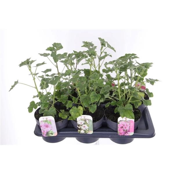 Lavatera overig