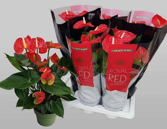 <h4>.Anthurium madural</h4>