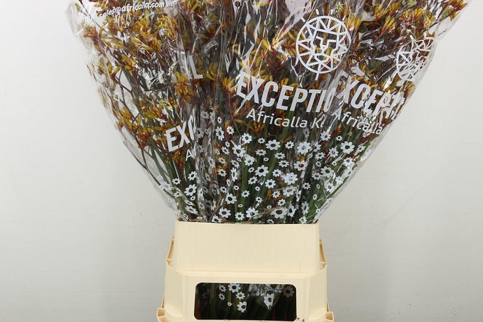 <h4>Anigoz Gold Fever</h4>