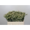 Limonium China White