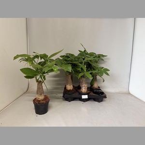 PACHIRA AQUATICA