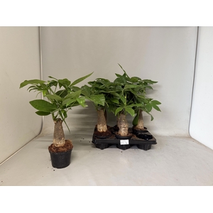 PACHIRA AQUATICA