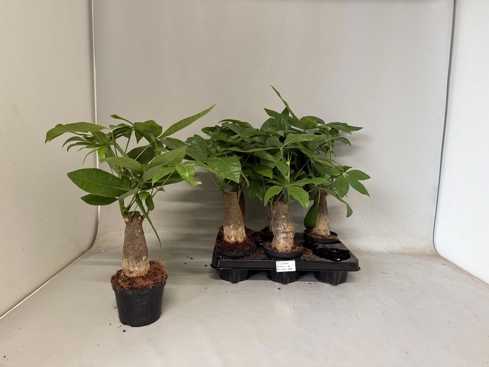 <h4>PACHIRA AQUATICA</h4>