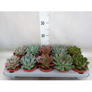 Echeveria   ...mix