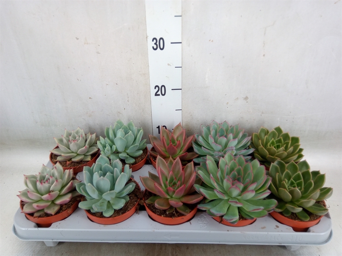 <h4>Echeveria   ...mix</h4>