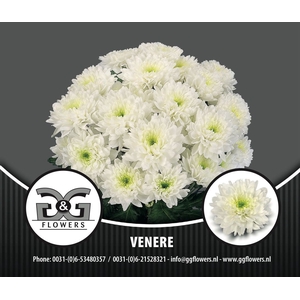 CHR T VENERE