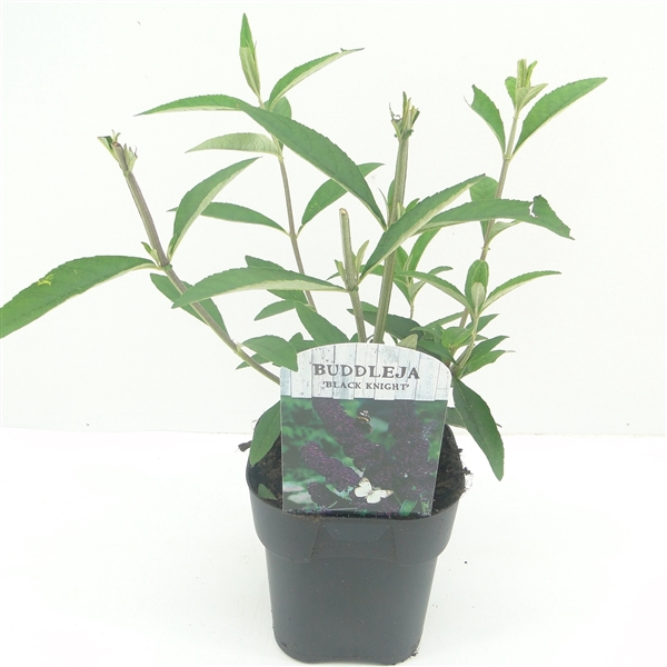 <h4>Buddleja dav. Black Knight C2</h4>