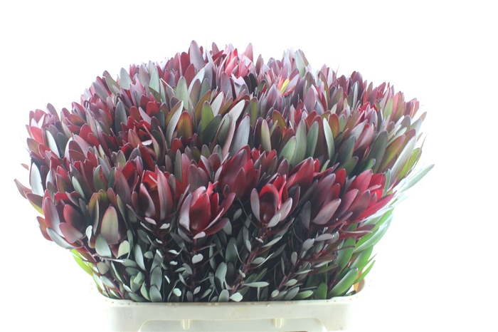 <h4>Leucad Saf Sunset</h4>