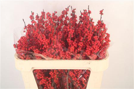 <h4>Ilex Verticilata Red Dream Extra</h4>