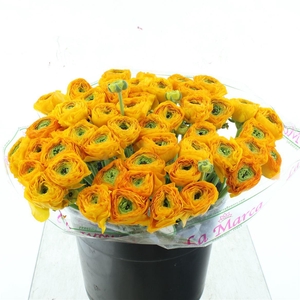 Ran Su Sr Sunrise Super