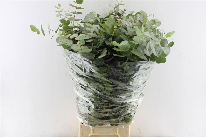 <h4>EUC CINEREA PER BOS</h4>