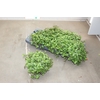 CALLISIA REPENS