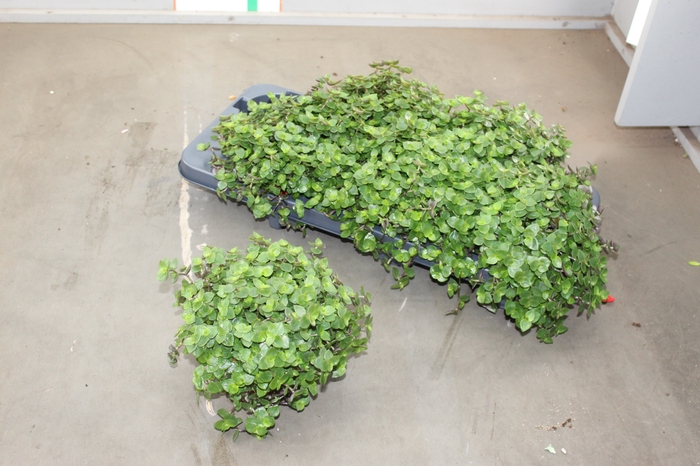 CALLISIA REPENS