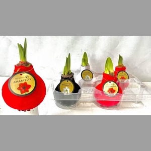 Bloembol Hipp Wax Mixtray