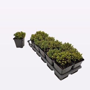 Hebe 'Emerald Green'