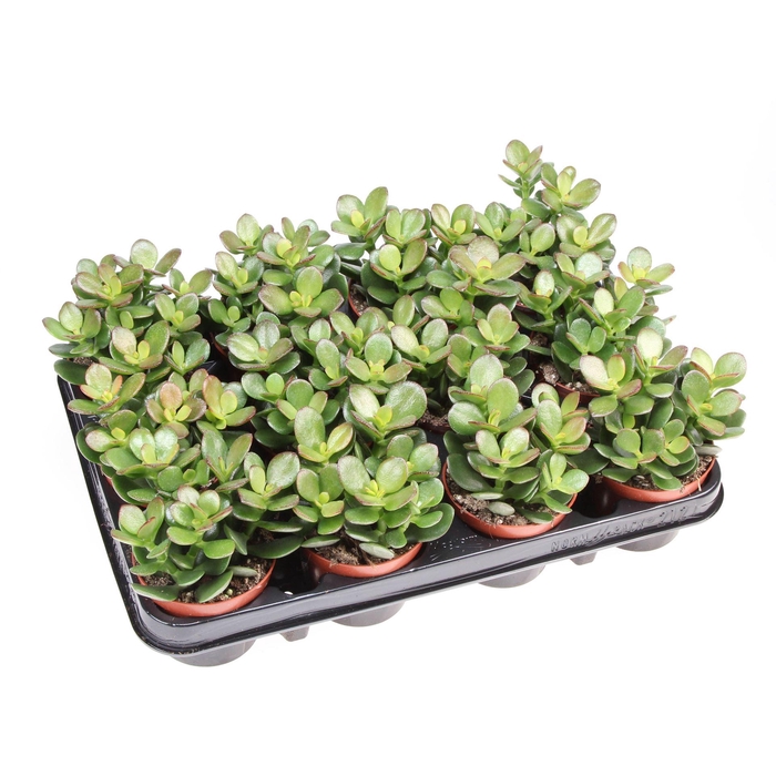 <h4>Crassula ovata 'Minor'</h4>
