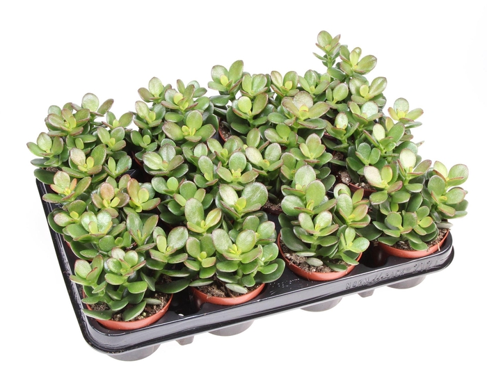 <h4>Crassula ovata 'Minor'</h4>