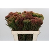 Kaaps Groen Red Brunia