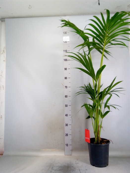 <h4>Howea forsteriana</h4>