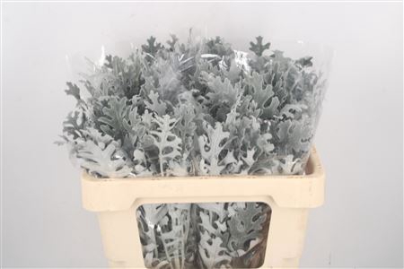 <h4>Senecio Maritima</h4>