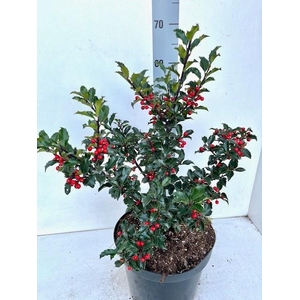 ILEX MES BLUE PRINCE