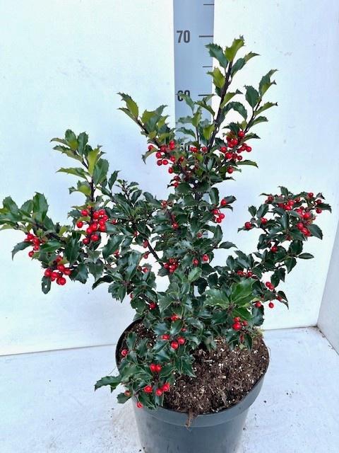 <h4>ILEX MES BLUE PRINCE</h4>