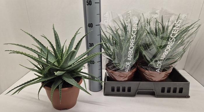 <h4>ALOE ARBORESCENS</h4>