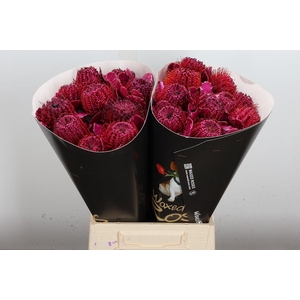 Banksia Wx Cerise