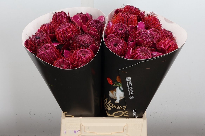 <h4>Banksia Wx Cerise</h4>