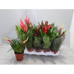 BROMELIA GEM 10 SRT