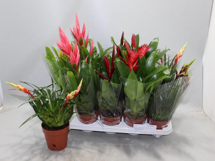 <h4>BROMELIA GEM 10 SRT</h4>