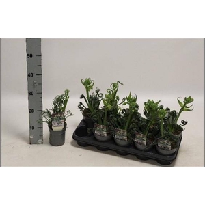 ALBUCA  FRIZ SIZZLE