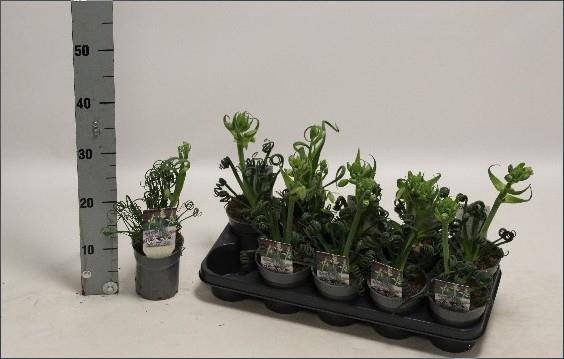 <h4>ALBUCA  FRIZ SIZZLE</h4>