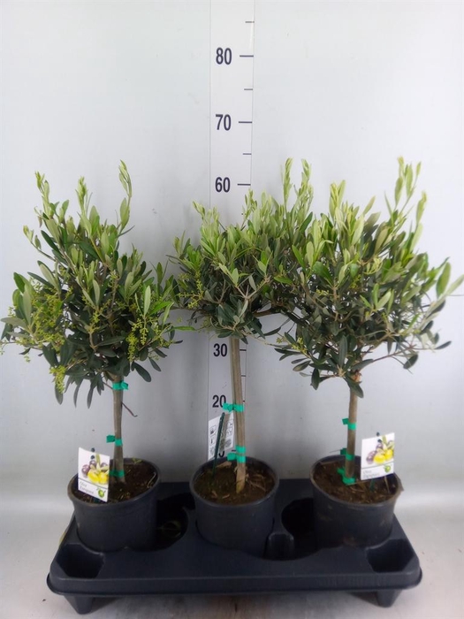 <h4>Olea europaea</h4>