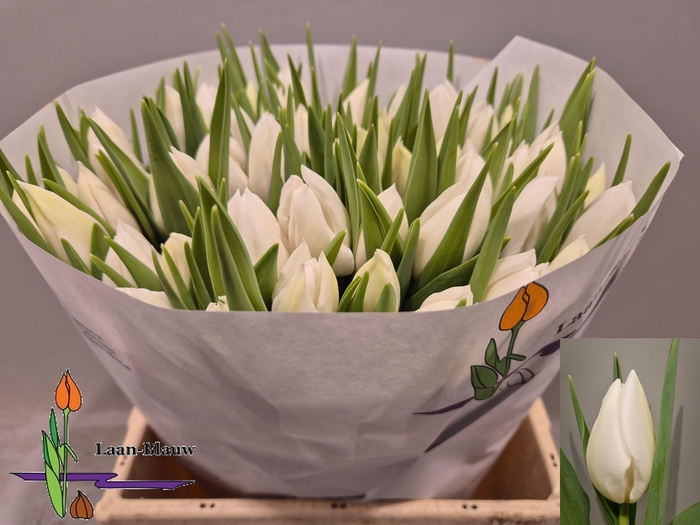 <h4>TU EN POLAR BEAR</h4>