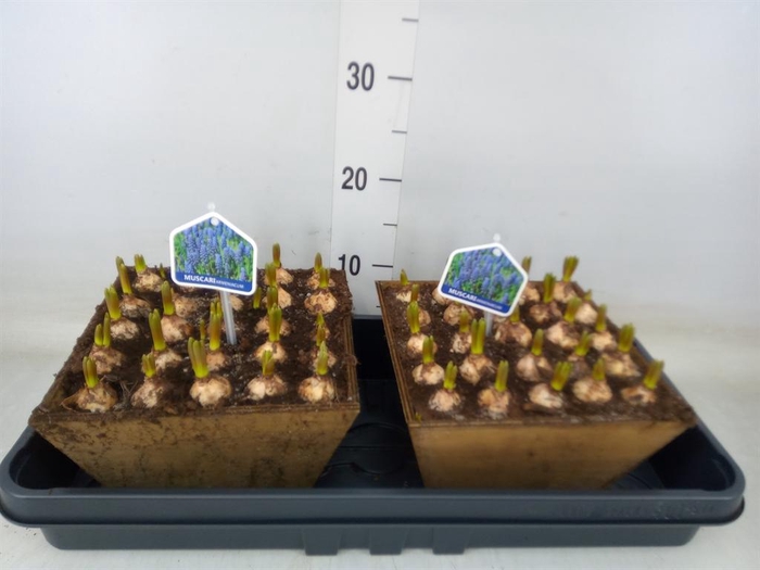 <h4>Arr.  Muscari L%</h4>